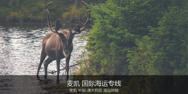 中澳海运跨境电商物流解决方案